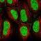 CAMP Responsive Element Binding Protein 5 antibody, PA5-65593, Invitrogen Antibodies, Immunofluorescence image 