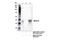 MAGE-3 antigen antibody, 38896S, Cell Signaling Technology, Immunoprecipitation image 