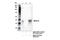 Melanoma-associated antigen 3 antibody, 38896S, Cell Signaling Technology, Immunoprecipitation image 