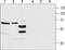 Gamma-Aminobutyric Acid Type A Receptor Alpha4 Subunit antibody, PA5-77407, Invitrogen Antibodies, Western Blot image 