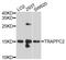 Trafficking Protein Particle Complex 2 antibody, A10465, ABclonal Technology, Western Blot image 
