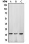 Caspase 4 antibody, orb213651, Biorbyt, Western Blot image 