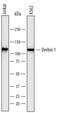 Drebrin 1 antibody, AF7739, R&D Systems, Western Blot image 