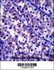 Laminin Subunit Beta 1 antibody, 57-398, ProSci, Immunohistochemistry paraffin image 