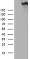 Sperm Associated Antigen 5 antibody, LS-C792471, Lifespan Biosciences, Western Blot image 