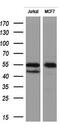 Receptor Interacting Serine/Threonine Kinase 3 antibody, M00202-1, Boster Biological Technology, Western Blot image 