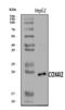 Cytochrome C Oxidase Subunit 4I2 antibody, A10078-2, Boster Biological Technology, Western Blot image 