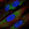 IKBKB Interacting Protein antibody, NBP2-56525, Novus Biologicals, Immunofluorescence image 