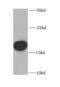 Outer Mitochondrial Membrane Lipid Metabolism Regulator OPA3 antibody, FNab05995, FineTest, Western Blot image 