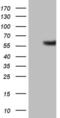 Gamma-Aminobutyric Acid Type A Receptor Alpha5 Subunit antibody, MA5-26794, Invitrogen Antibodies, Western Blot image 