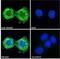 Dimethylarginine Dimethylaminohydrolase 2 antibody, NB100-864, Novus Biologicals, Immunocytochemistry image 