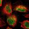 AlkB Homolog 3, Alpha-Ketoglutaratedependent Dioxygenase antibody, PA5-52672, Invitrogen Antibodies, Immunofluorescence image 