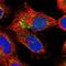 Exocyst Complex Component 2 antibody, NBP1-83786, Novus Biologicals, Immunofluorescence image 