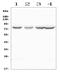 Aryl Hydrocarbon Receptor Nuclear Translocator Like antibody, A00260-3, Boster Biological Technology, Western Blot image 