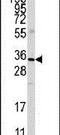 Annexin A3 antibody, PA5-12438, Invitrogen Antibodies, Western Blot image 