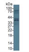 Growth Arrest Specific 2 antibody, LS-C294336, Lifespan Biosciences, Western Blot image 