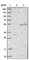 WD Repeat And SOCS Box Containing 1 antibody, HPA003293, Atlas Antibodies, Western Blot image 