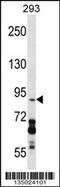 DEAD-Box Helicase 20 antibody, 58-056, ProSci, Western Blot image 