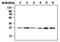 Ubiquitin C-Terminal Hydrolase L3 antibody, MA5-17230, Invitrogen Antibodies, Western Blot image 