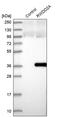 RWD Domain Containing 2A antibody, PA5-56347, Invitrogen Antibodies, Western Blot image 