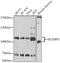 SECIS Binding Protein 2 antibody, 22-448, ProSci, Western Blot image 