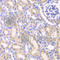 Adenylate Kinase 4 antibody, A2050, ABclonal Technology, Immunohistochemistry paraffin image 