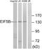 Annexin V-binding protein ABP-7 antibody, A30685, Boster Biological Technology, Western Blot image 