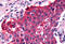 G Protein-Coupled Receptor 153 antibody, MBS244160, MyBioSource, Immunohistochemistry frozen image 