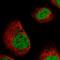 Decapping Enzyme, Scavenger antibody, HPA039632, Atlas Antibodies, Immunofluorescence image 