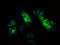 Fumarylacetoacetate Hydrolase Domain Containing 2A antibody, LS-C115043, Lifespan Biosciences, Immunofluorescence image 