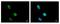 Kelch Domain Containing 4 antibody, GTX116585, GeneTex, Immunofluorescence image 