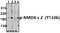 NMDAR2B antibody, A01883Y1336, Boster Biological Technology, Western Blot image 