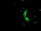 Muscle RAS Oncogene Homolog antibody, M06332, Boster Biological Technology, Immunofluorescence image 