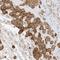 Interleukin 36 Beta antibody, HPA035664, Atlas Antibodies, Immunohistochemistry frozen image 
