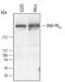 Protein Kinase, DNA-Activated, Catalytic Subunit antibody, AF3415, R&D Systems, Western Blot image 