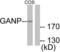 Minichromosome Maintenance Complex Component 3 Associated Protein antibody, LS-B8384, Lifespan Biosciences, Western Blot image 