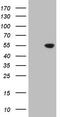 Cyclin Dependent Kinase Like 2 antibody, TA805599S, Origene, Western Blot image 