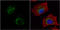 Medium-chain specific acyl-CoA dehydrogenase, mitochondrial antibody, GTX100488, GeneTex, Immunocytochemistry image 