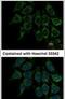 Villin 1 antibody, PA5-29078, Invitrogen Antibodies, Immunofluorescence image 