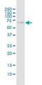 Tripartite Motif Containing 22 antibody, H00010346-B01P, Novus Biologicals, Western Blot image 