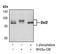 Dishevelled Segment Polarity Protein 2 antibody, PA5-17471, Invitrogen Antibodies, Western Blot image 