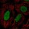 Dual Specificity Phosphatase 27, Atypical antibody, HPA012912, Atlas Antibodies, Immunofluorescence image 