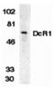 TNF Receptor Superfamily Member 10c antibody, MBS150161, MyBioSource, Western Blot image 