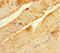 Short Coiled-Coil Protein antibody, A63390-100, Epigentek, Immunohistochemistry paraffin image 