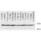 HSP70 antibody, 11096, QED Bioscience, Western Blot image 