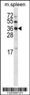  antibody, 57-129, ProSci, Western Blot image 