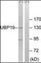 Ubiquitin Specific Peptidase 19 antibody, orb96619, Biorbyt, Western Blot image 
