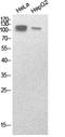 Sterol Regulatory Element Binding Transcription Factor 1 antibody, STJ96873, St John