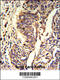 Kynureninase antibody, 62-451, ProSci, Immunohistochemistry paraffin image 