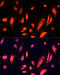 ADP Ribosylation Factor Like GTPase 4A antibody, 16-850, ProSci, Immunofluorescence image 